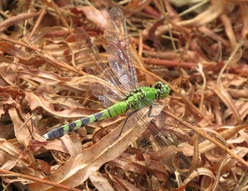 Photo of Eastern Pondhawk