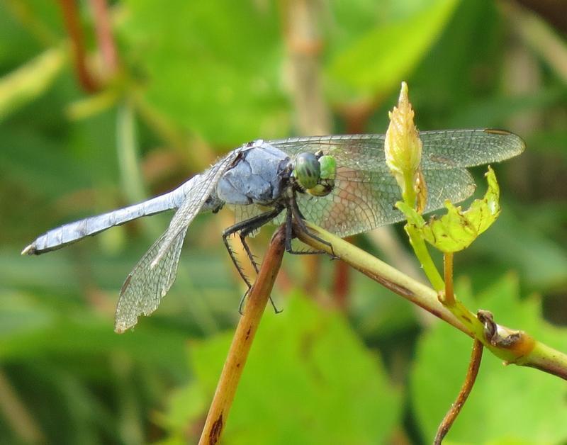 Photo of Eastern Pondhawk
