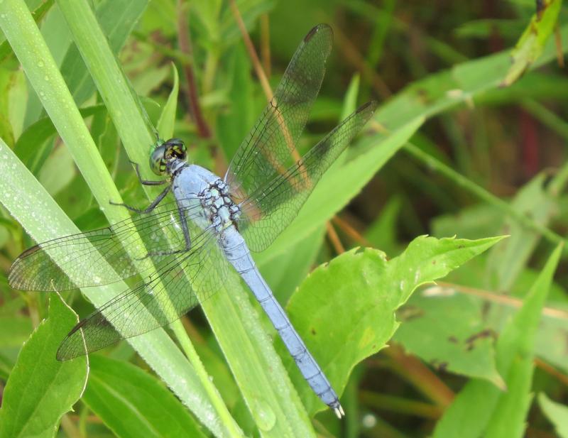 Photo of Eastern Pondhawk