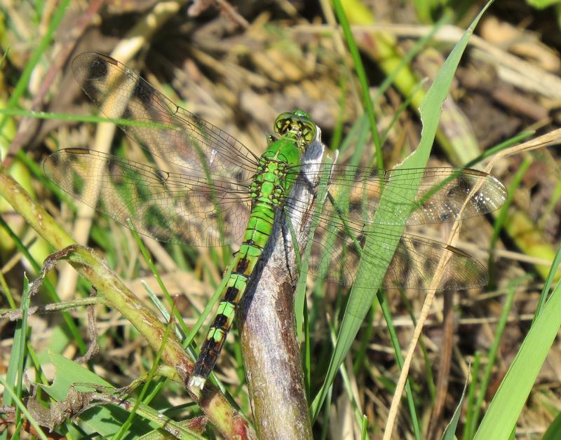 Photo of Eastern Pondhawk