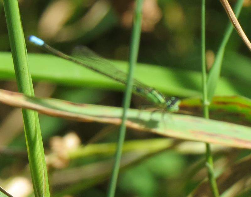 Photo of Eastern Forktail