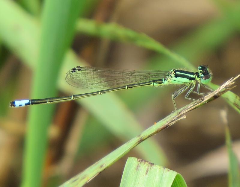 Photo of Eastern Forktail