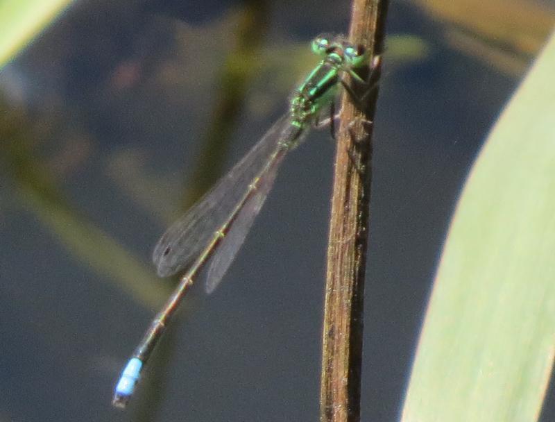 Photo of Eastern Forktail