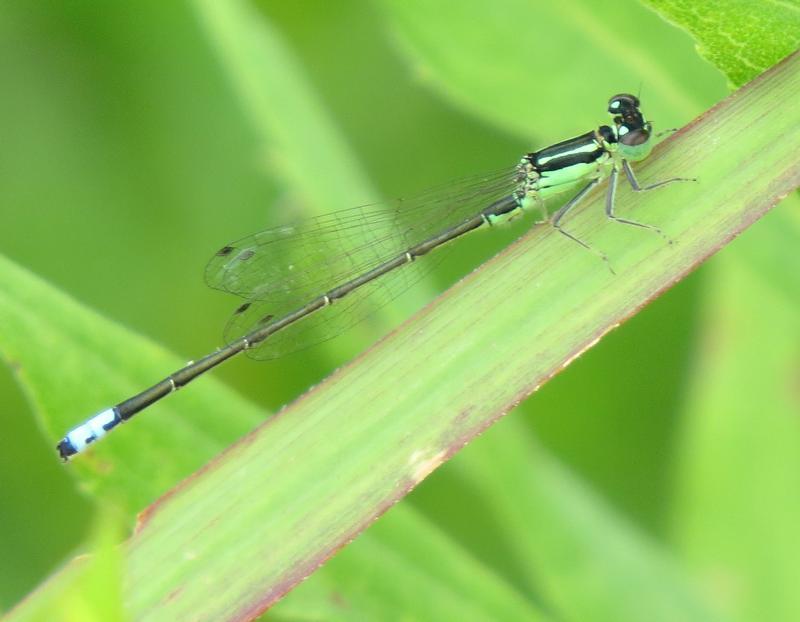 Photo of Eastern Forktail