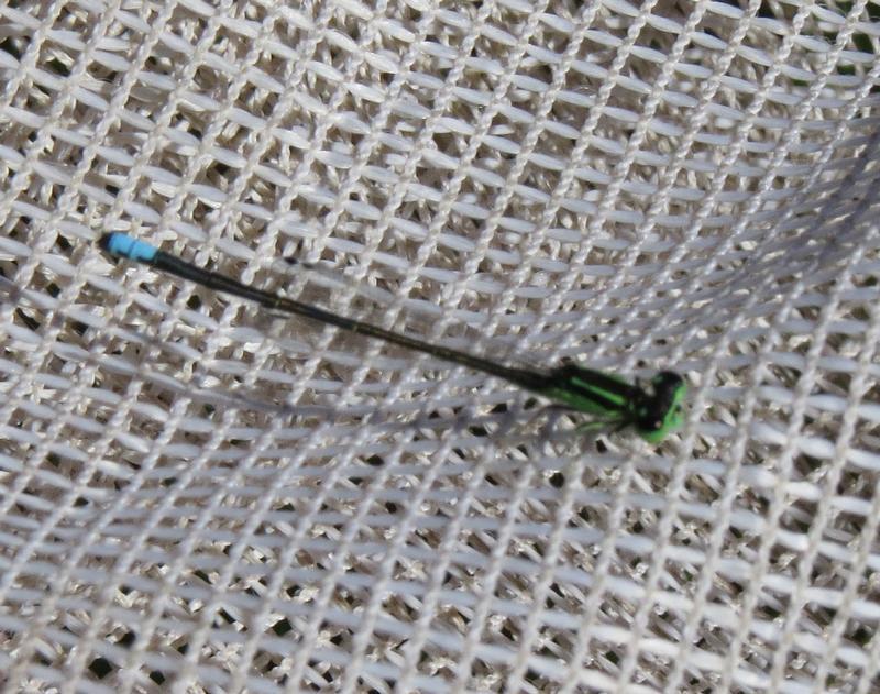 Photo of Eastern Forktail