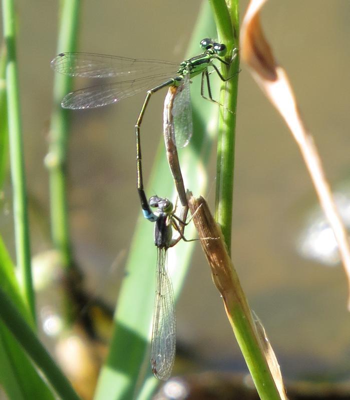Photo of Eastern Forktail