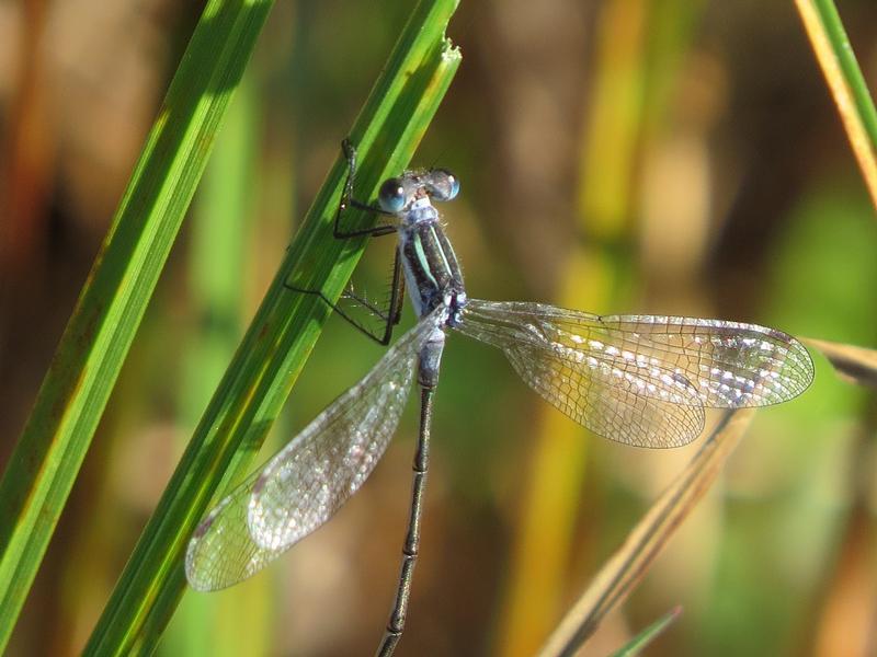 Photo of Northern Spreadwing