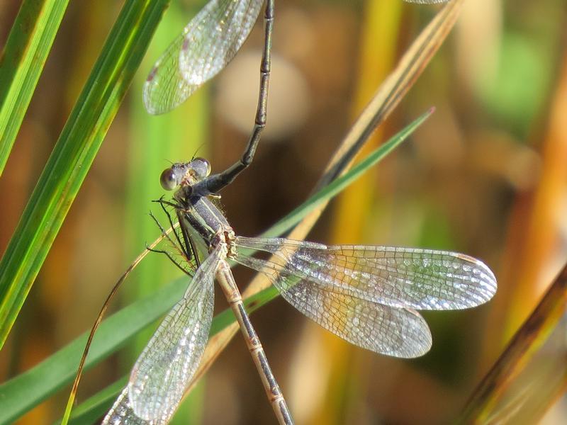 Photo of Northern Spreadwing