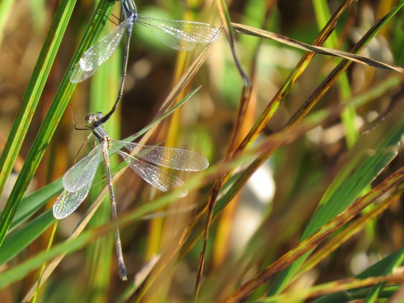 Photo of Northern Spreadwing