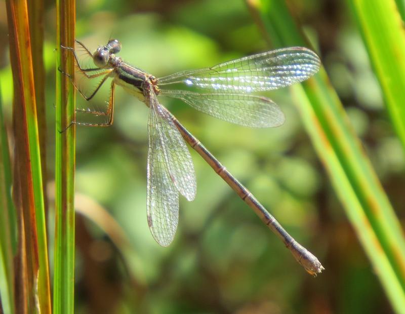 Photo of Northern Spreadwing