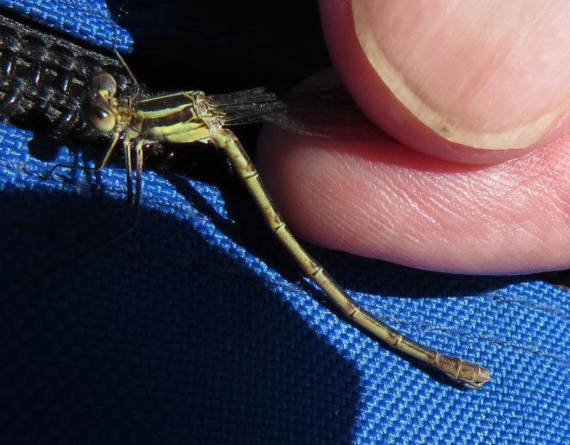 Photo of Northern Spreadwing