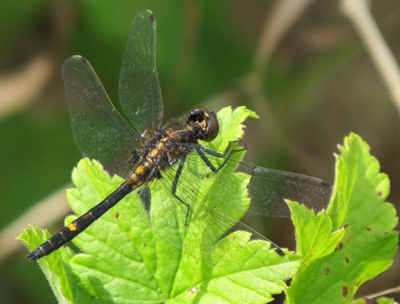 Photo of Dot-tailed Whiteface