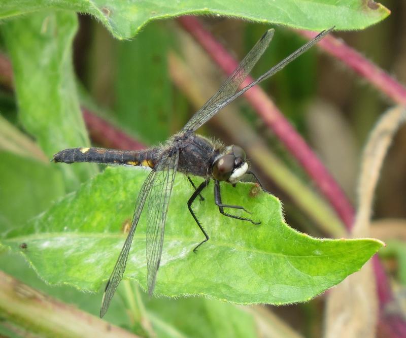 Photo of Dot-tailed Whiteface