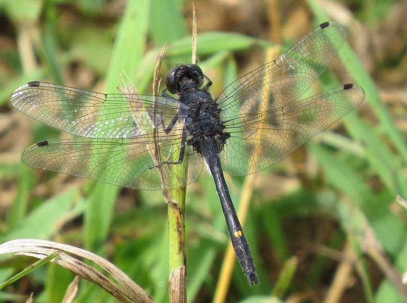 Photo of Dot-tailed Whiteface