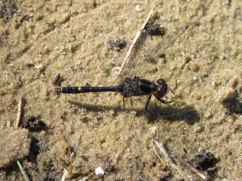 Photo of Dot-tailed Whiteface