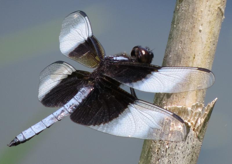 Photo of Widow Skimmer