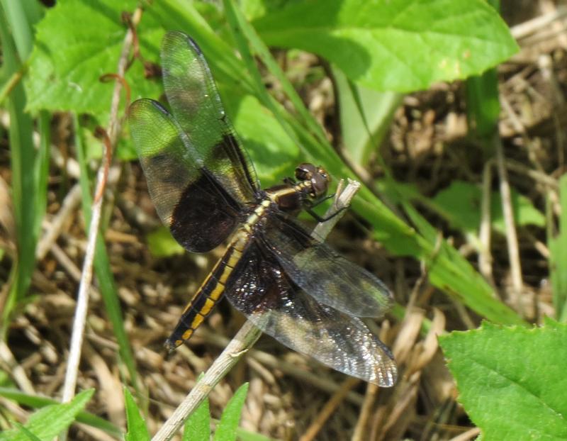Photo of Widow Skimmer
