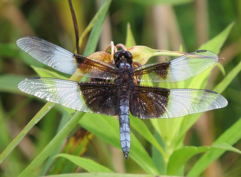 Photo of Widow Skimmer