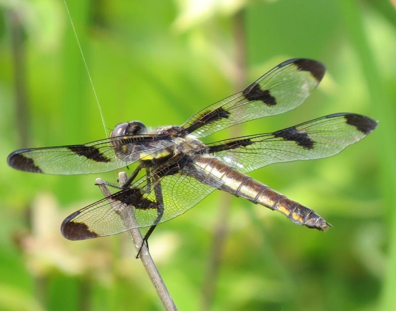 Photo of Twelve-spotted Skimmer