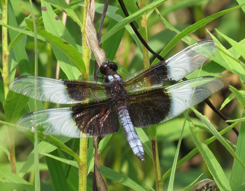 Photo of Widow Skimmer