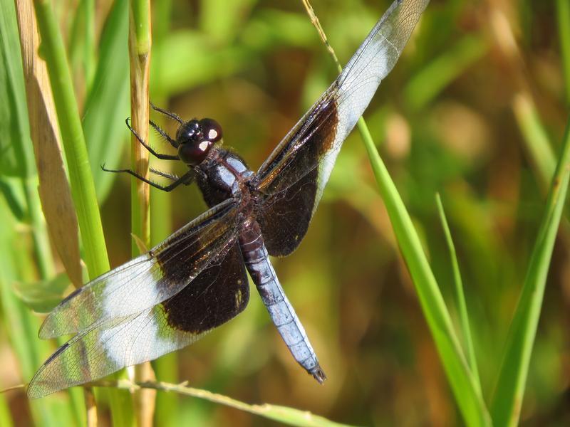 Photo of Widow Skimmer