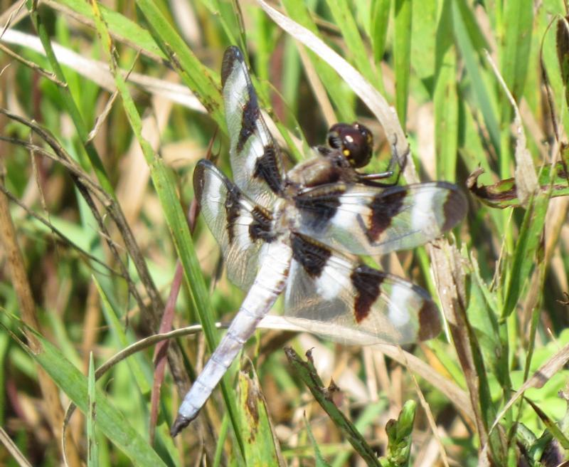 Photo of Twelve-spotted Skimmer