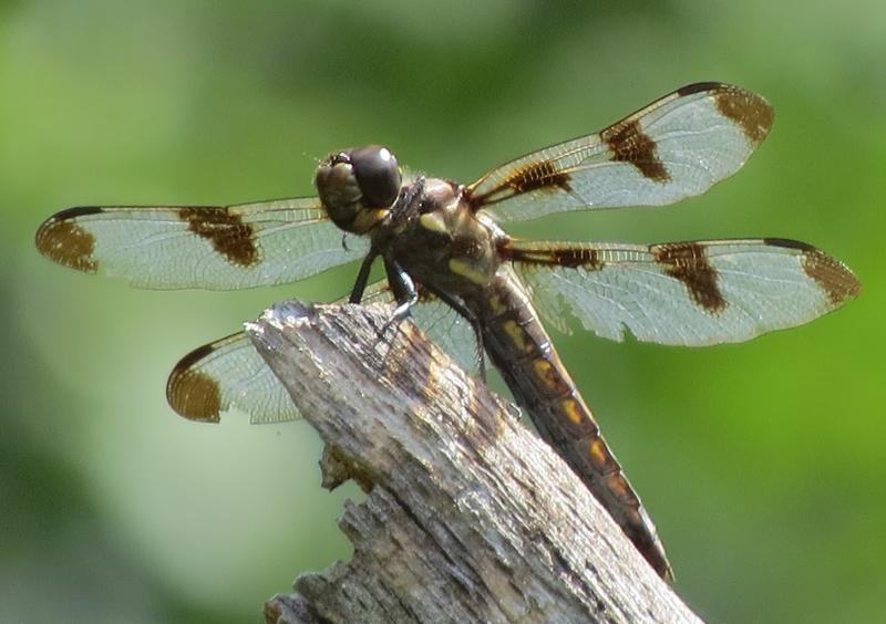 Photo of Twelve-spotted Skimmer
