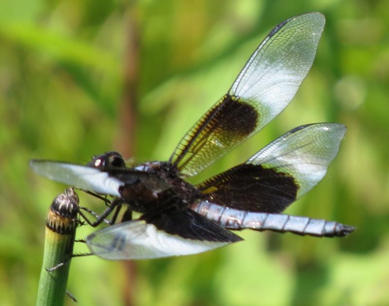 Photo of Widow Skimmer