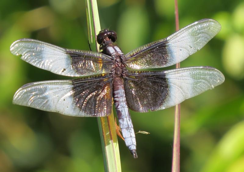 Photo of Widow Skimmer