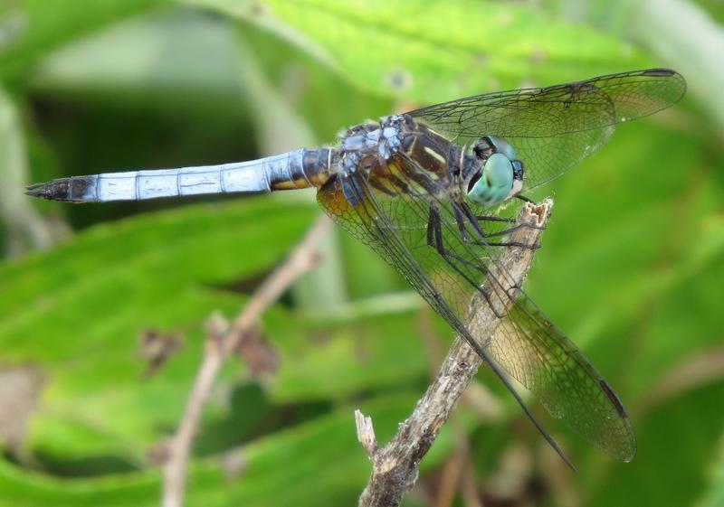 Photo of Blue Dasher