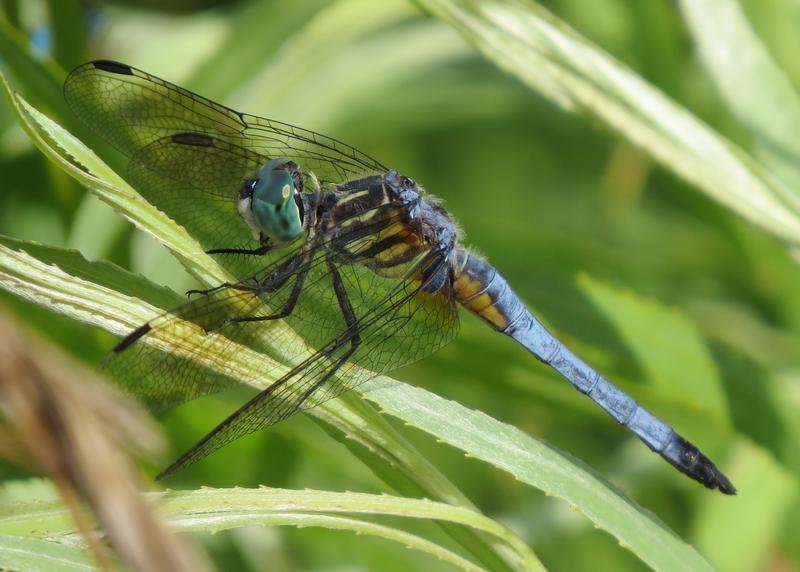 Photo of Blue Dasher
