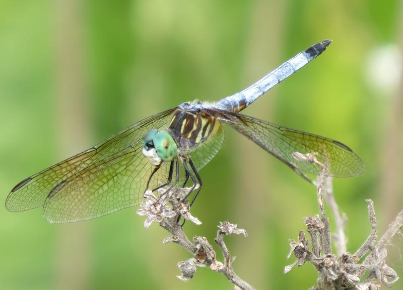 Photo of Blue Dasher