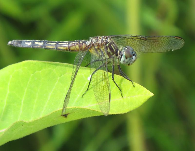 Photo of Blue Dasher