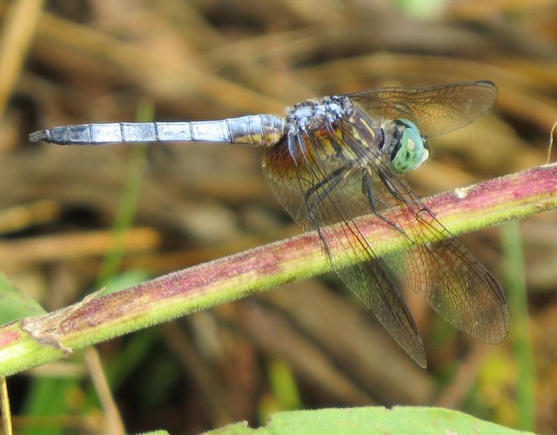 Photo of Blue Dasher