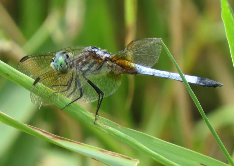 Photo of Blue Dasher