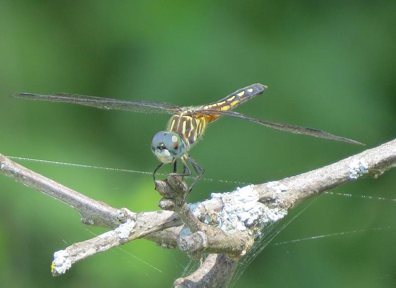 Photo of Blue Dasher