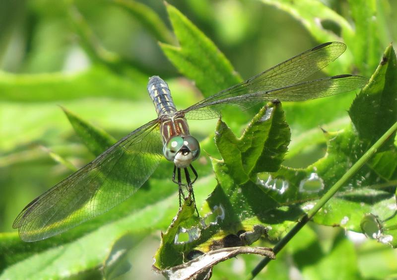 Photo of Blue Dasher