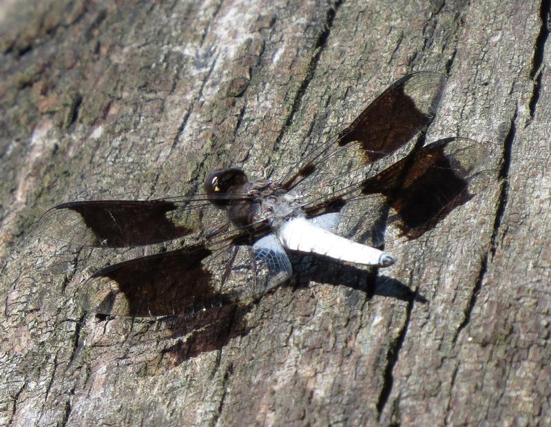 Photo of Common Whitetail