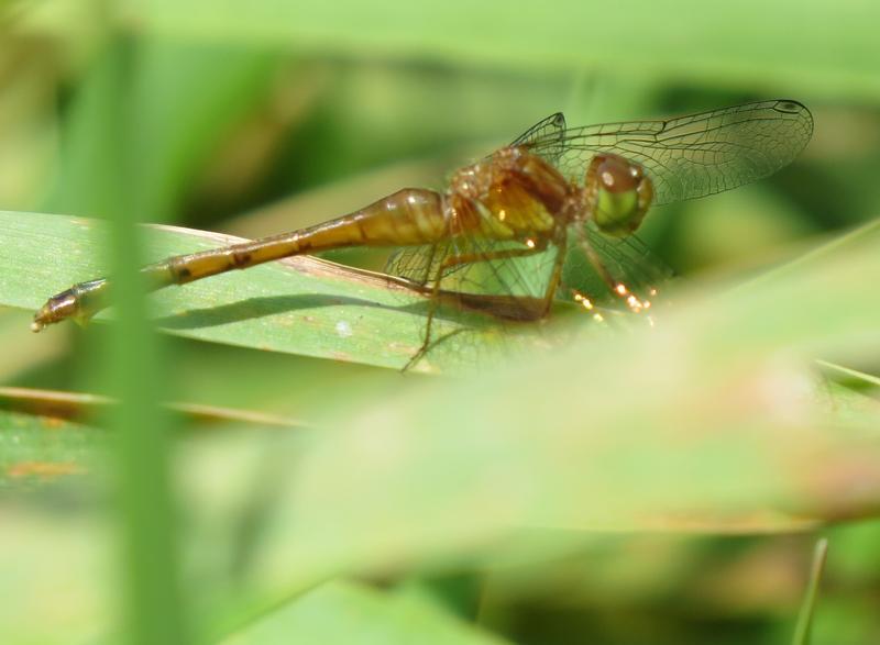 Photo of Autumn Meadowhawk