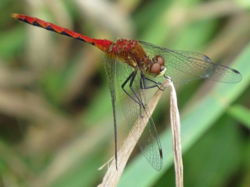 Photo of White-faced Meadowhawk