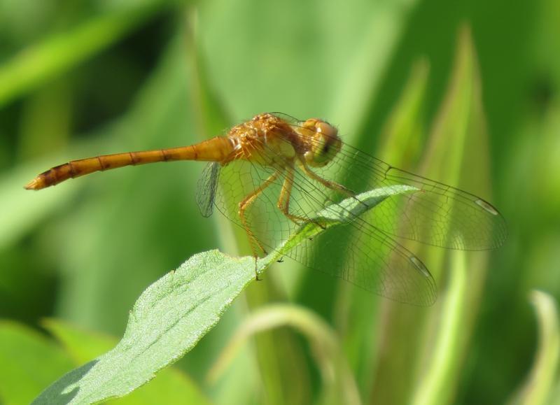 Photo of Autumn Meadowhawk