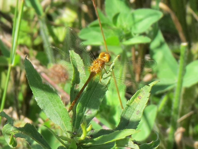 Photo of Autumn Meadowhawk