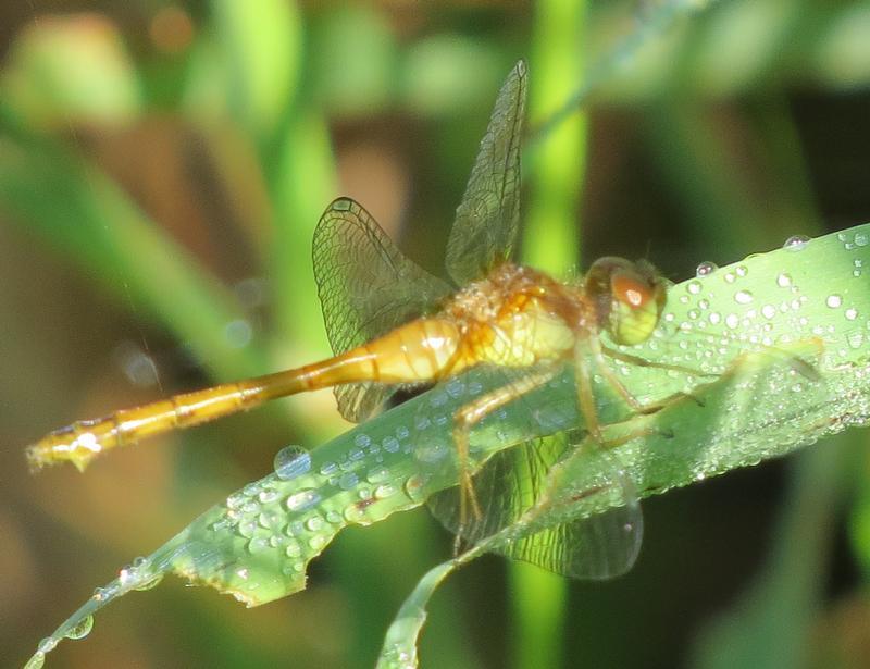 Photo of Autumn Meadowhawk