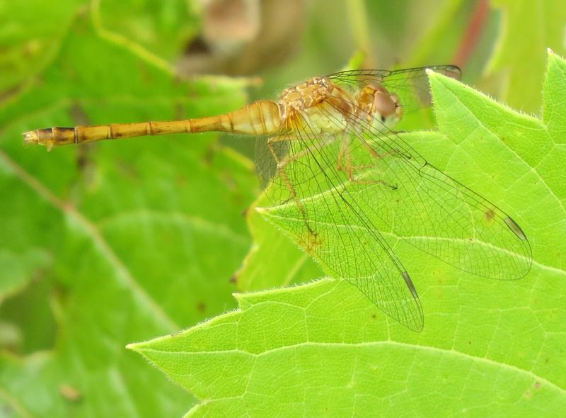 Photo of Autumn Meadowhawk