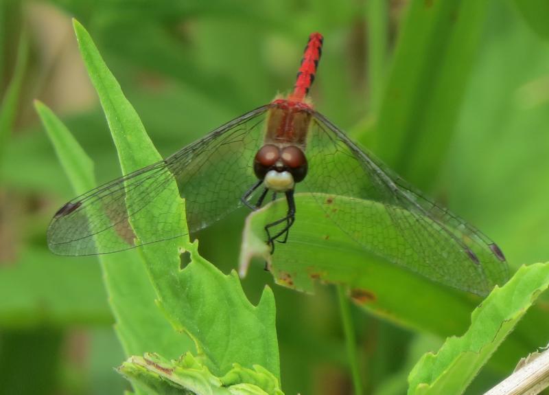 Photo of White-faced Meadowhawk