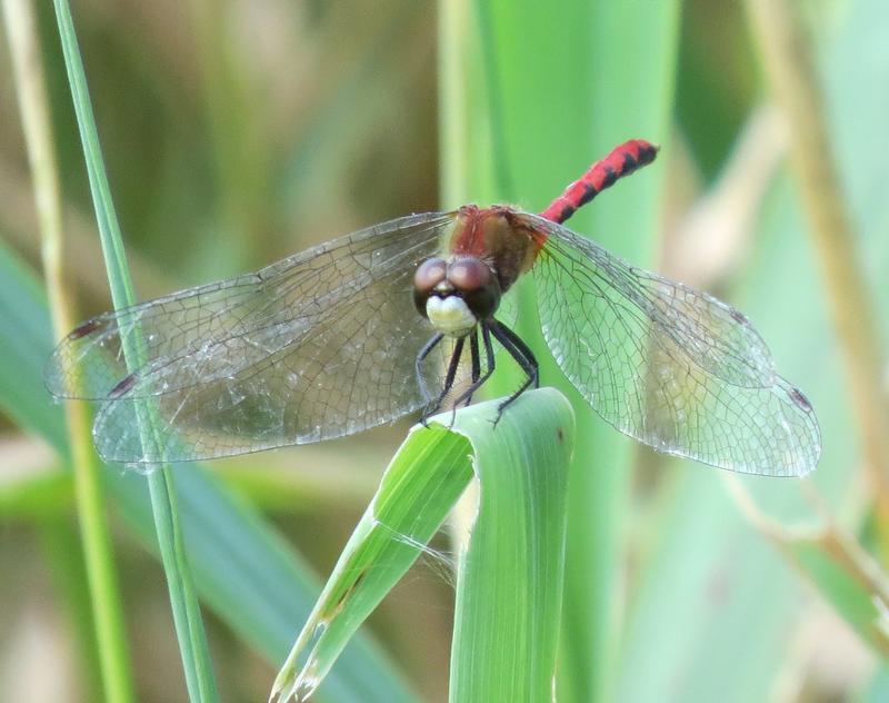 Photo of White-faced Meadowhawk