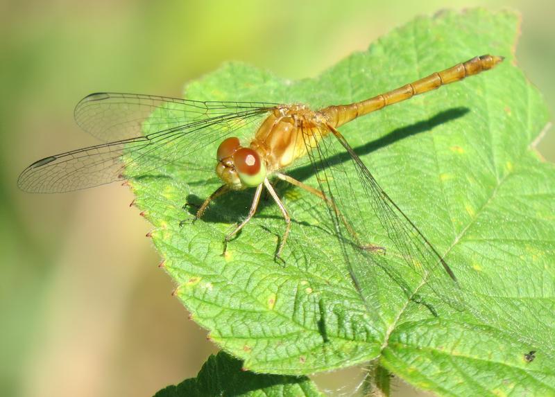 Photo of Autumn Meadowhawk