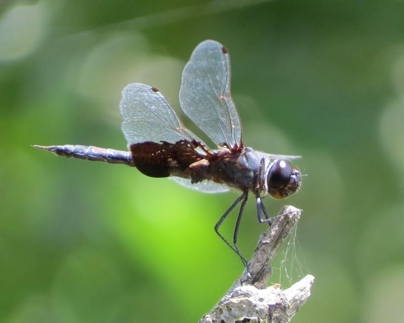 Photo of Black Saddlebags