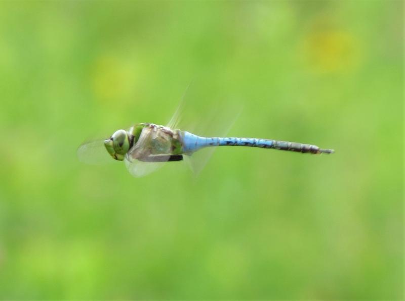 Photo of Common Green Darner
