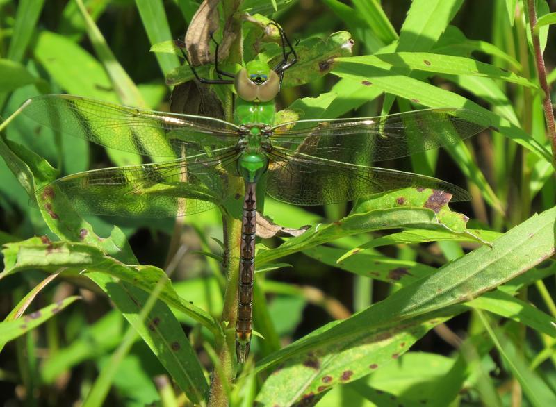 Photo of Common Green Darner